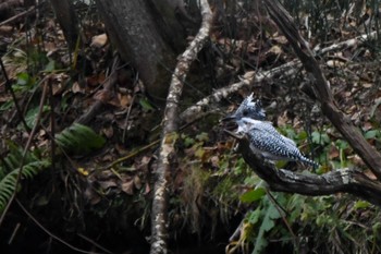 2022年11月5日(土) 千歳川の野鳥観察記録