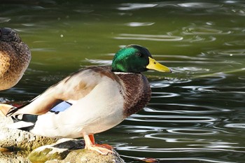 マガモ 竹山池 2022年11月5日(土)