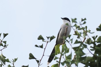 Azure-winged Magpie 菊名池公園(神奈川県横浜市) Sat, 11/5/2022