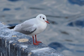 Sat, 11/5/2022 Birding report at 山下公園