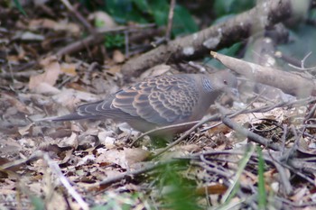 Oriental Turtle Dove 生田緑地 Wed, 2/21/2018