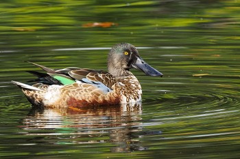 Northern Shoveler 菊名池公園(神奈川県横浜市) Sat, 11/5/2022