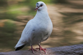 Rock Dove 菊名池公園(神奈川県横浜市) Sat, 11/5/2022