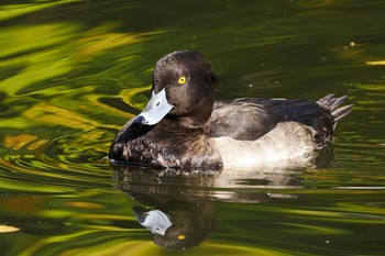 Tufted Duck 菊名池公園(神奈川県横浜市) Sat, 11/5/2022