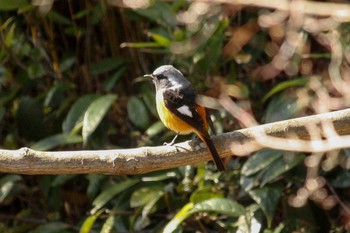 Sun, 2/11/2018 Birding report at 三島 楽寿園