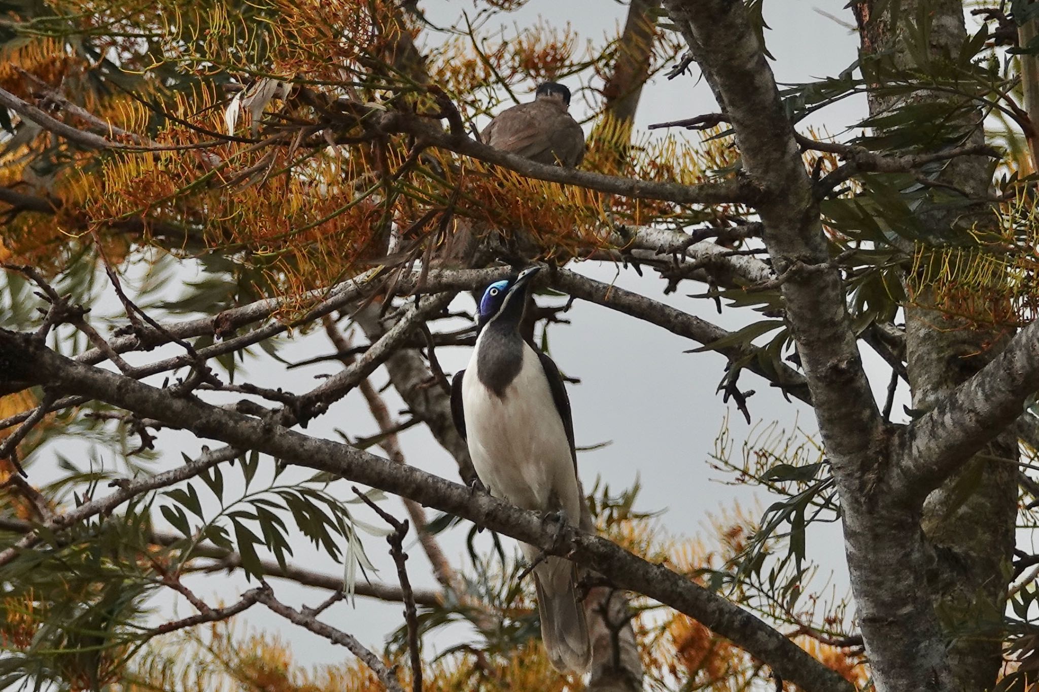 Photo of Blue-faced Honeyeater at QLD,Australia by のどか