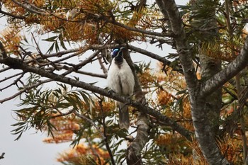 Blue-faced Honeyeater QLD,Australia Tue, 10/4/2022