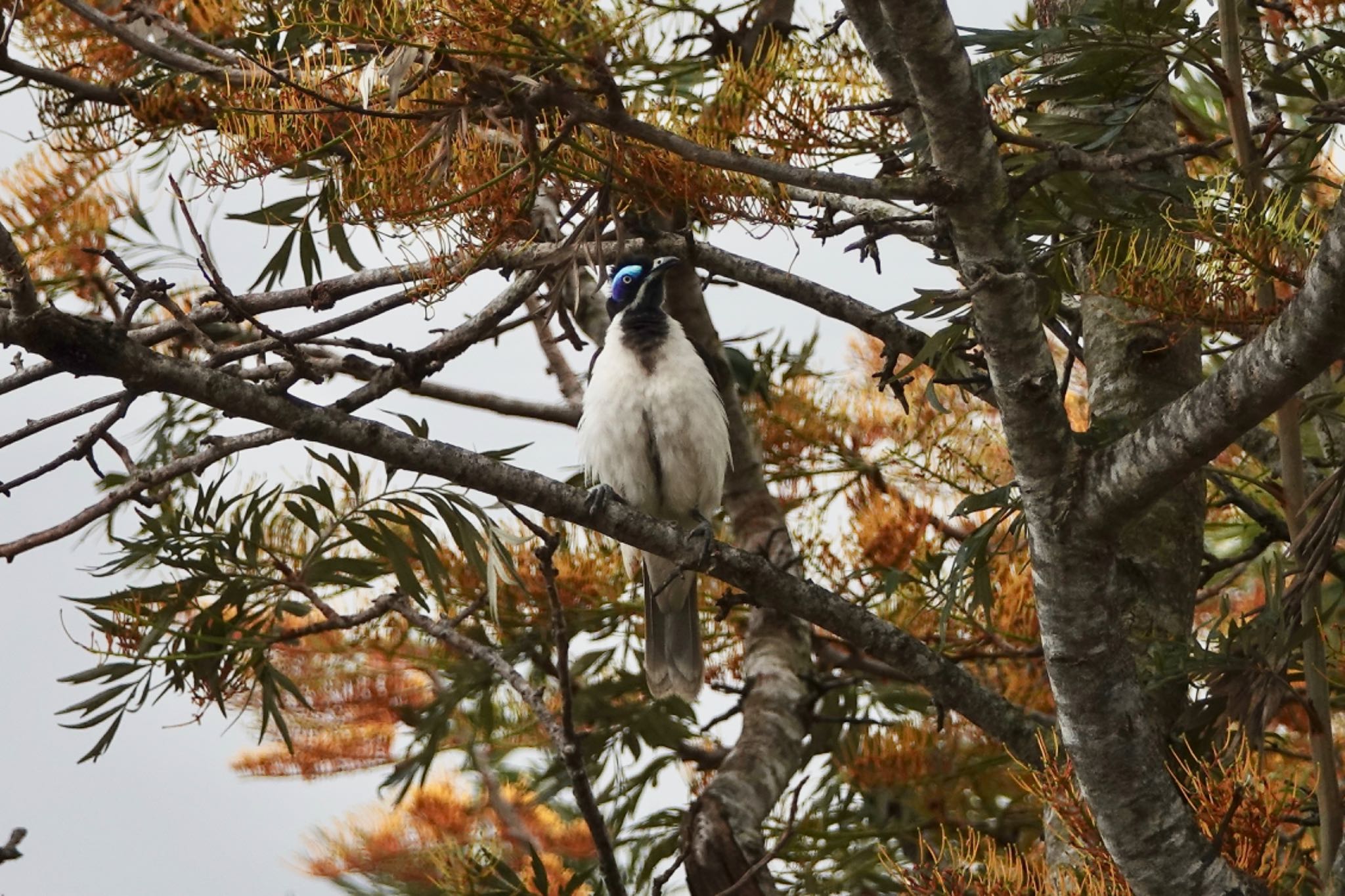 Blue-faced Honeyeater