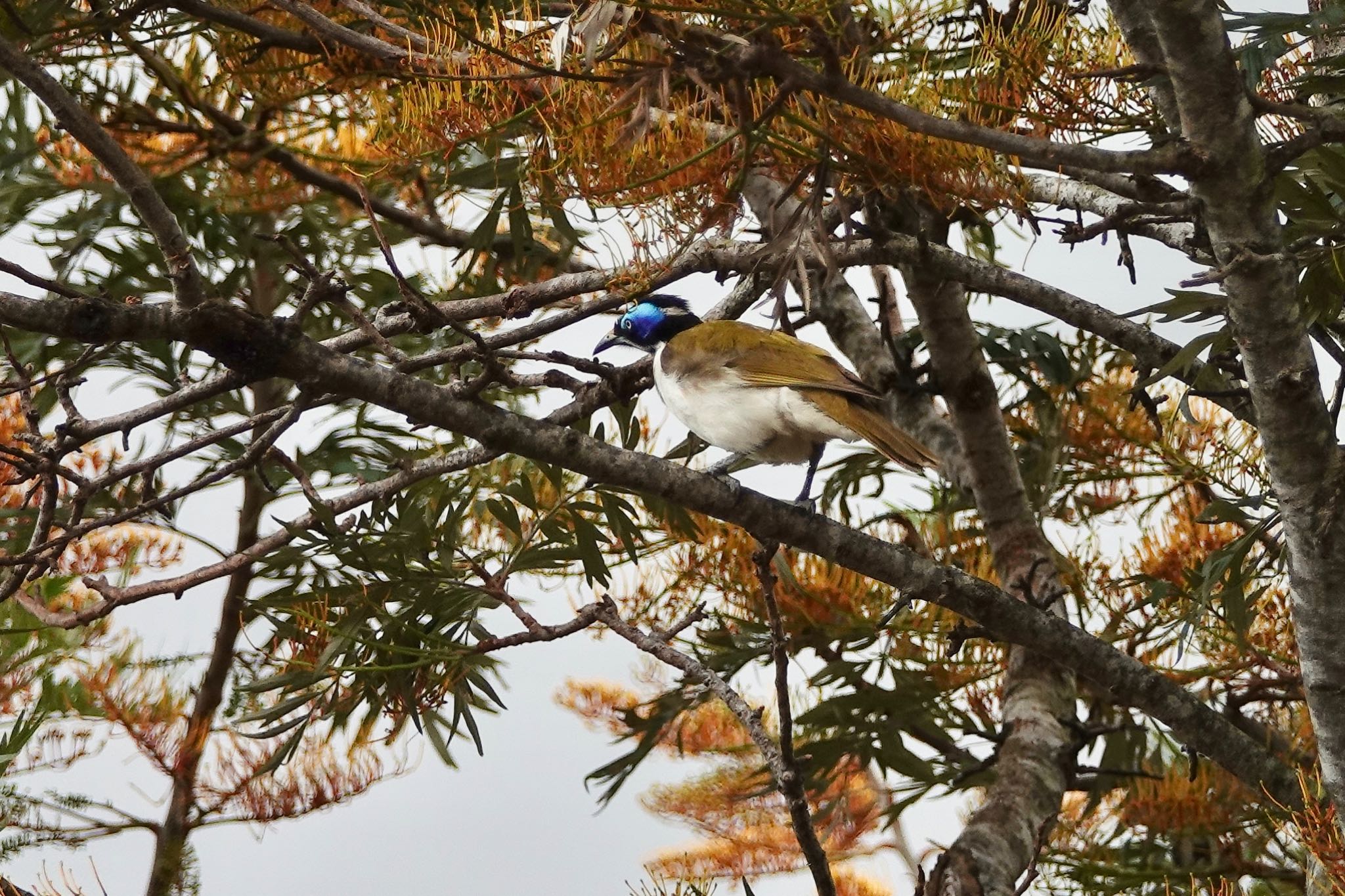 Blue-faced Honeyeater