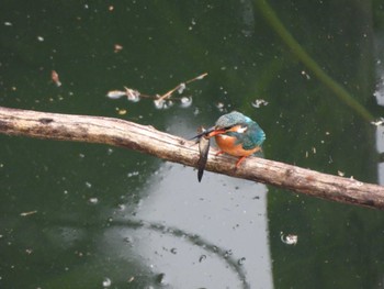 Common Kingfisher Hayatogawa Forest Road Sat, 11/5/2022