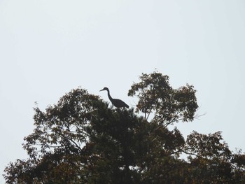 Grey Heron 昭和の森 Sat, 11/5/2022