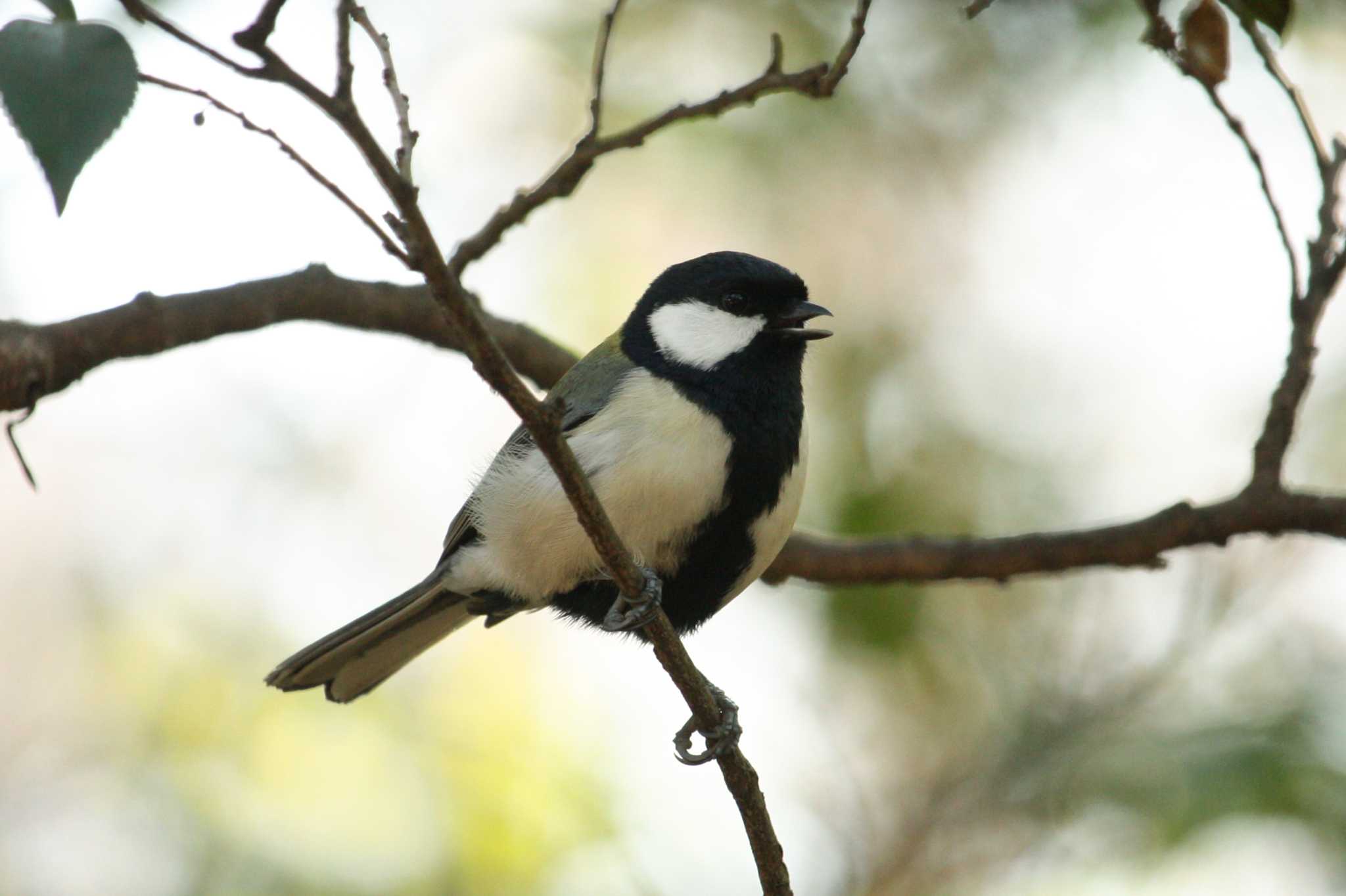 シジュウカラ