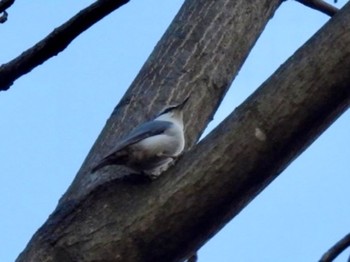 2022年11月5日(土) 北海道帯広市の野鳥観察記録