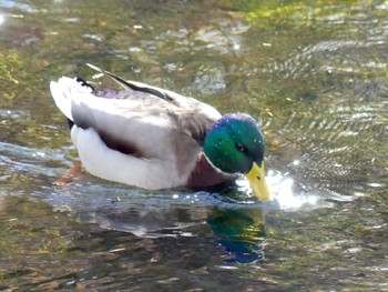 Mallard Senjogahara Marshland Sat, 10/29/2022