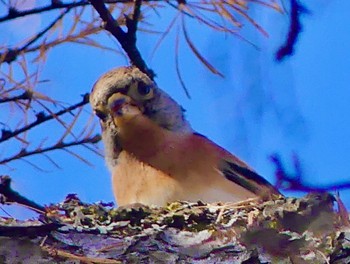 Brambling Senjogahara Marshland Sat, 10/29/2022