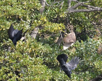 オオタカ 東京港野鳥公園。 2022年11月5日(土)