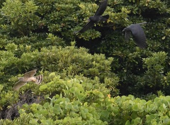 オオタカ 東京港野鳥公園。 2022年11月5日(土)