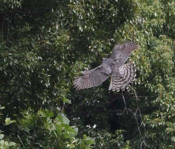 オオタカ 東京港野鳥公園。 2022年11月5日(土)