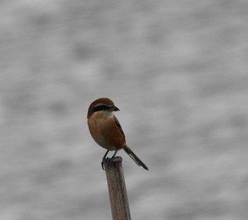 モズ 東京港野鳥公園。 2022年11月5日(土)