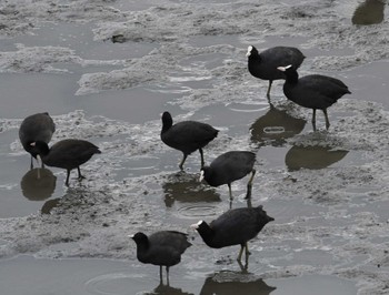 オオバン 東京港野鳥公園。 2022年11月5日(土)