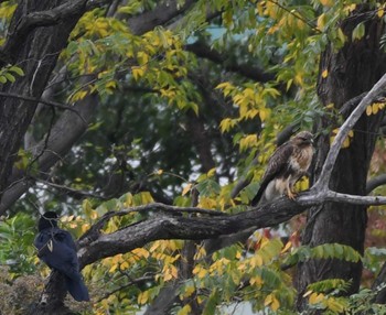 ノスリ 東京港野鳥公園 2022年11月5日(土)