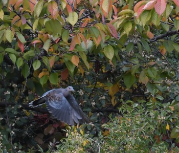 キジバト 東京港野鳥公園 2022年11月5日(土)