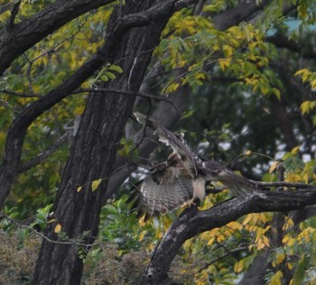 ノスリ 東京港野鳥公園。 2022年11月5日(土)