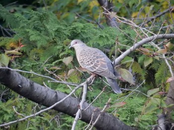 Oriental Turtle Dove 平和の森公園、妙正寺川 Sat, 11/5/2022