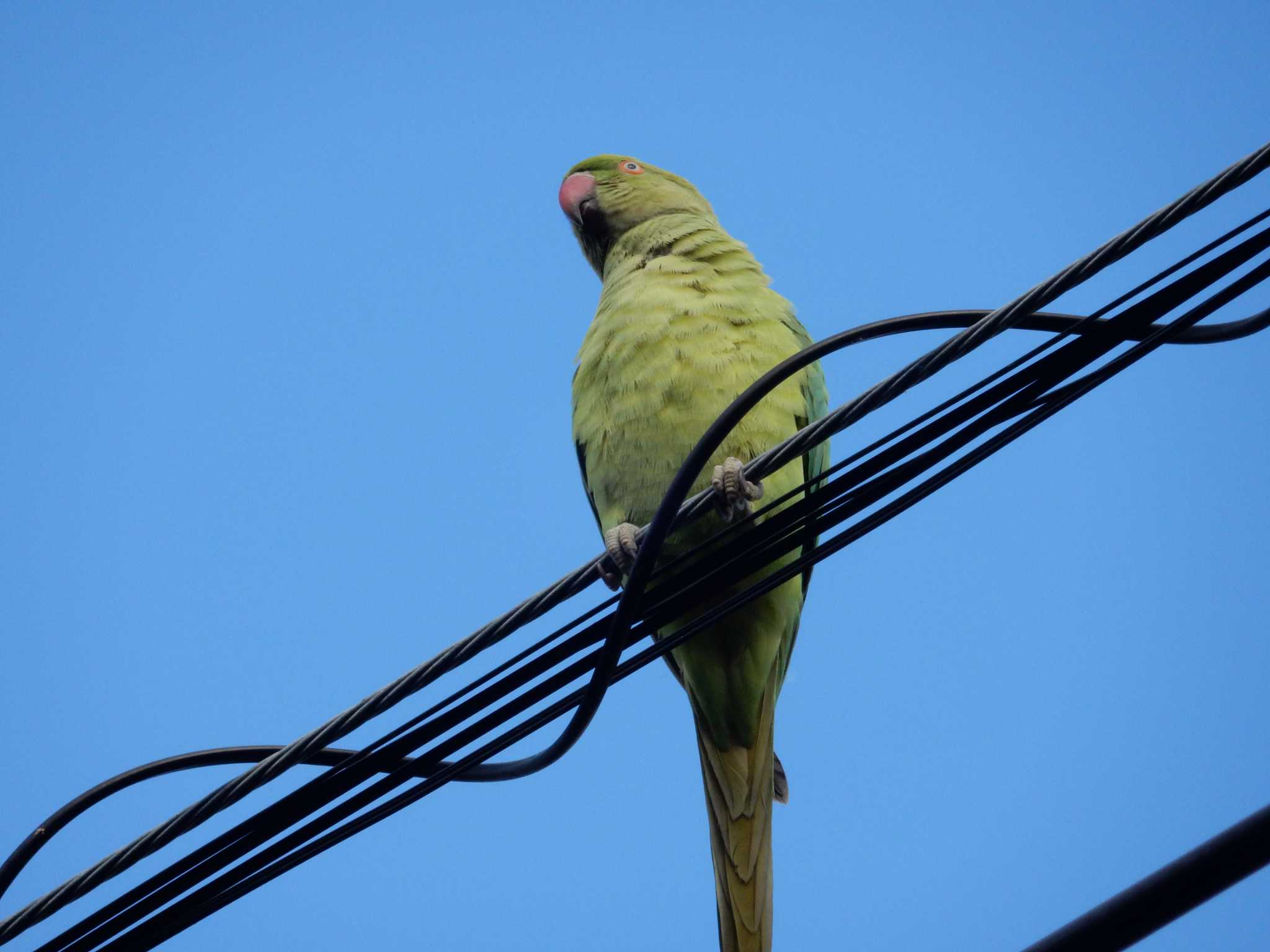 Photo of Indian Rose-necked Parakeet at 平和の森公園、妙正寺川 by morinokotori