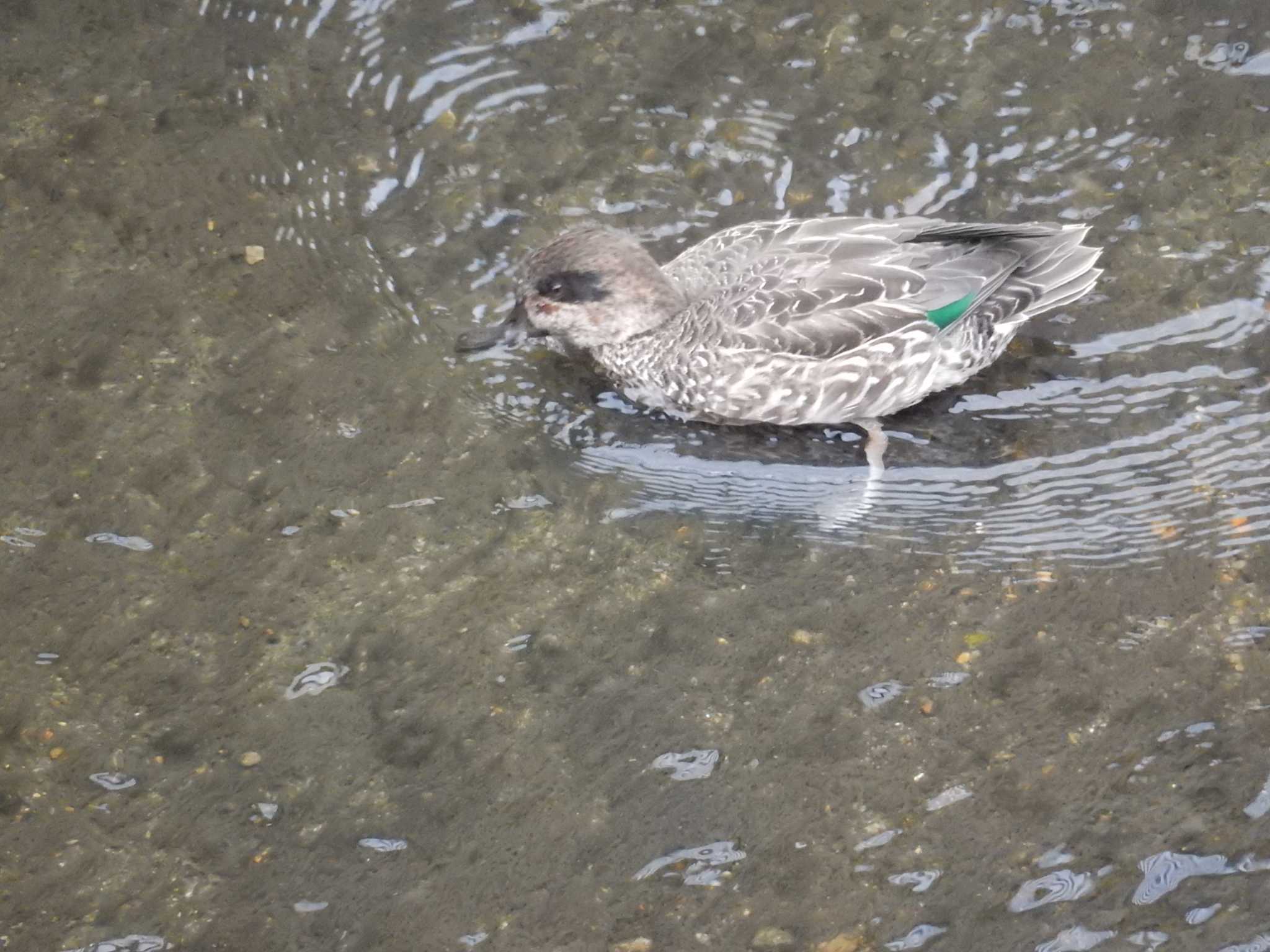 Photo of Eurasian Teal at 平和の森公園、妙正寺川 by morinokotori