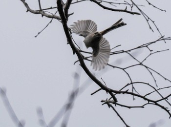 2022年11月5日(土) 盤渓市民の森(札幌市中央区)の野鳥観察記録