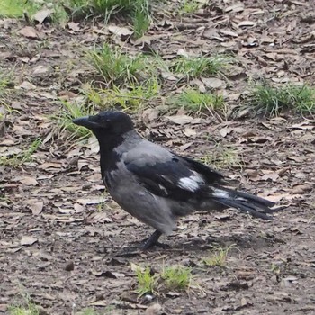 イタリアの野鳥情報 バードウォッチングならzoopicker