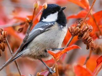2022年11月5日(土) 福井緑地(札幌市西区)の野鳥観察記録