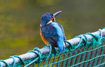 Common Kingfisher 千里南公園 Sat, 11/5/2022