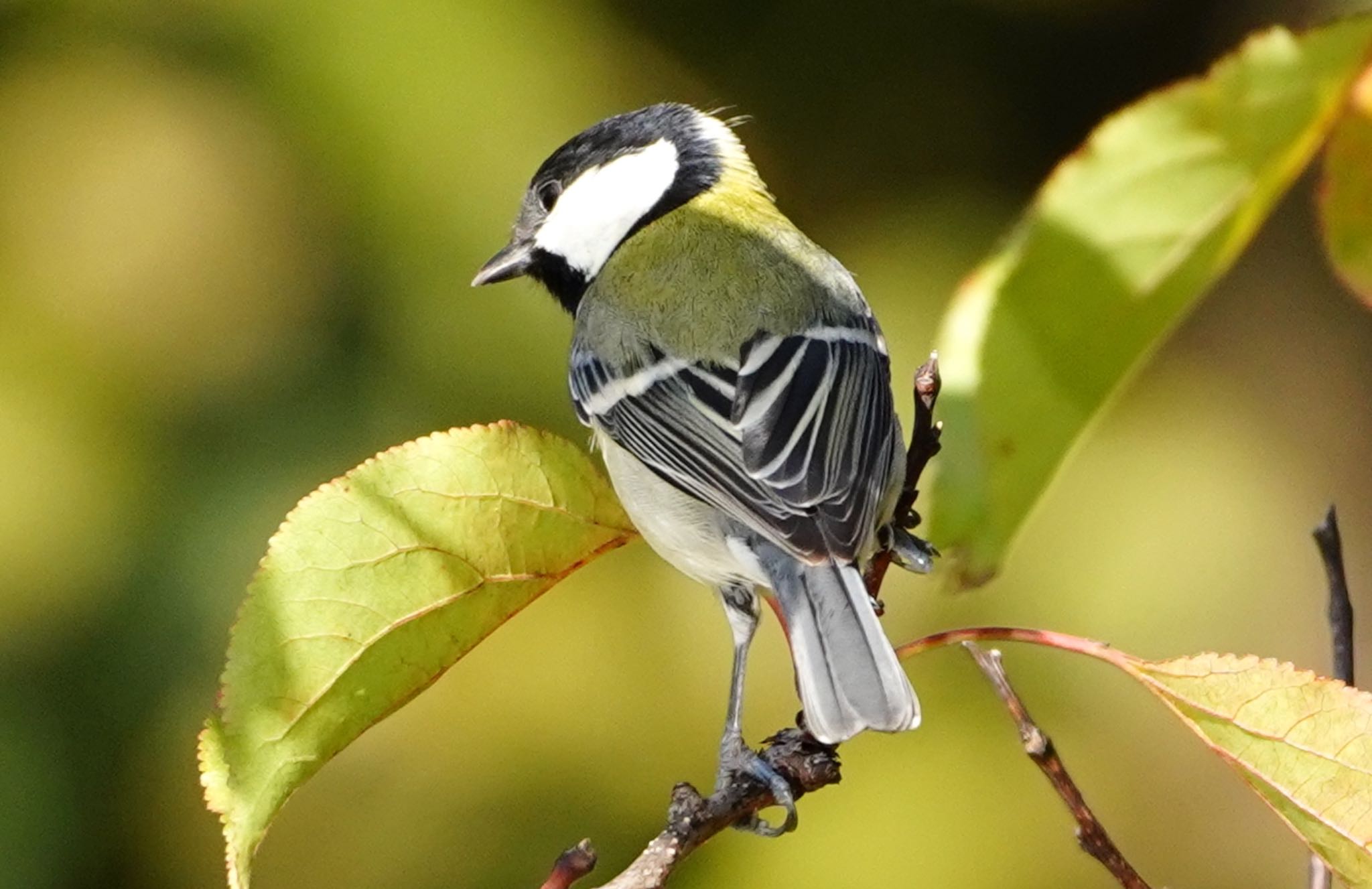 Japanese Tit