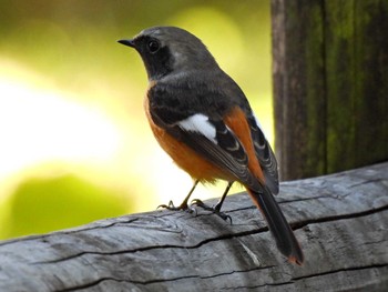 Daurian Redstart 木曽川河跡湖公園 Sat, 11/5/2022