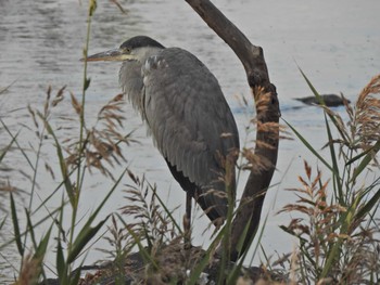 アオサギ 長浜公園 2022年11月5日(土)