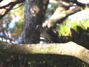 Common Emerald Dove Miyako Island Fri, 8/12/2022