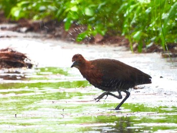 Slaty-legged Crake Miyako Island Fri, 8/12/2022