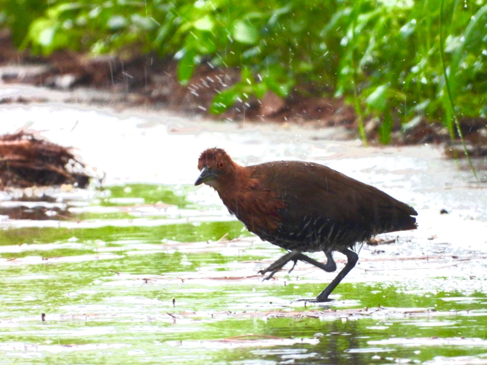 Photo of Slaty-legged Crake at Miyako Island by 中学birderi