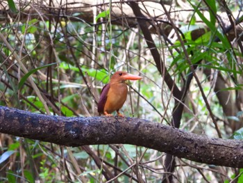 Ruddy Kingfisher(bangsi) Miyako Island Fri, 8/12/2022