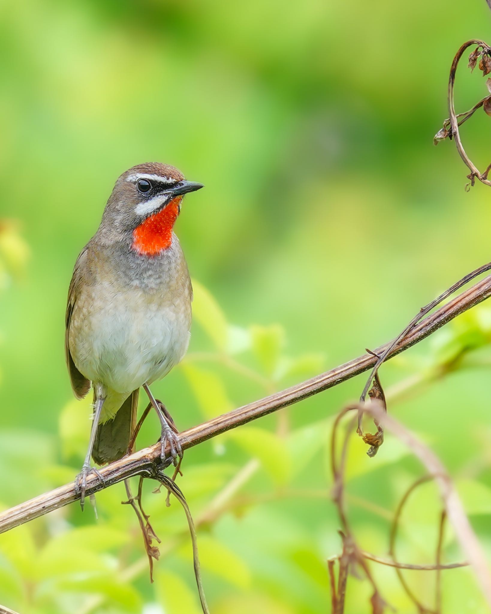 見島 ノゴマの写真 by wildbirder_