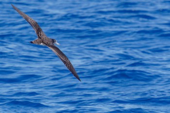 Streaked Shearwater 見島航路 Wed, 5/11/2022