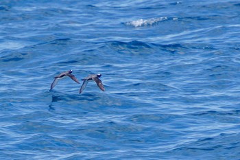 Japanese Murrelet 見島航路 Wed, 5/11/2022