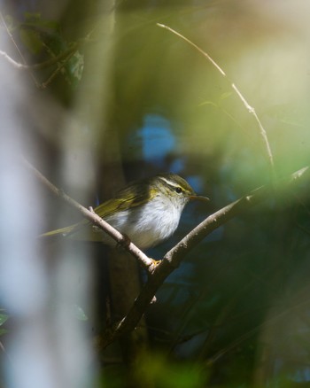 Kamchatka Leaf Warbler Mishima Island Tue, 5/10/2022