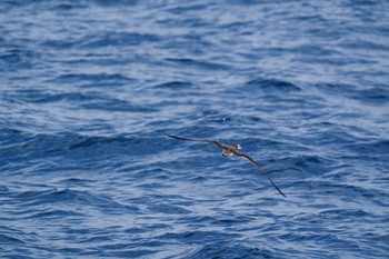 Streaked Shearwater 見島航路 Wed, 5/11/2022