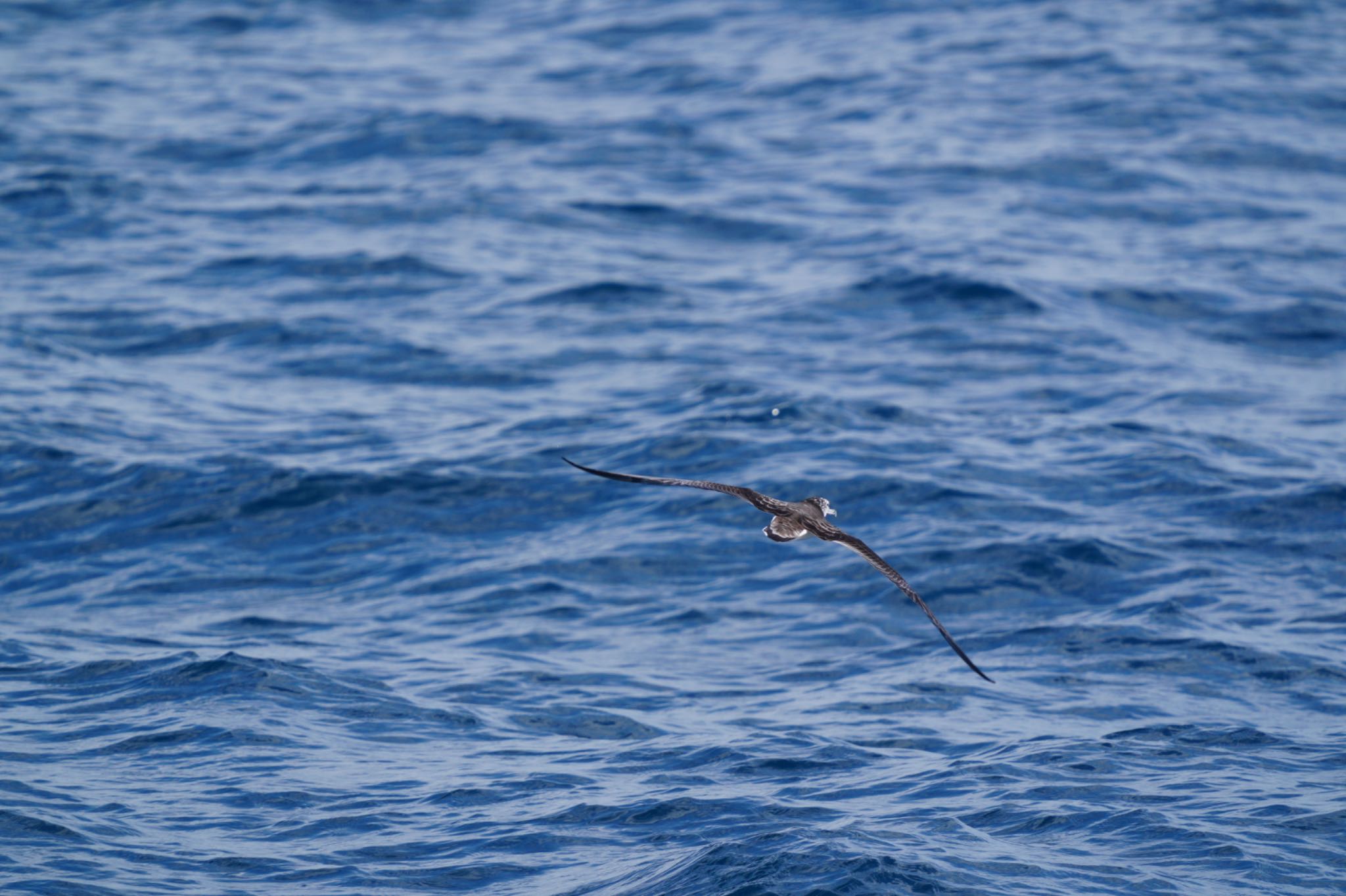 見島航路 オオミズナギドリの写真 by wildbirder_