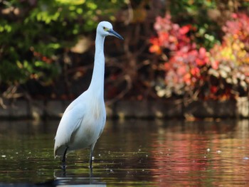 コサギ 大池親水公園 2022年11月5日(土)