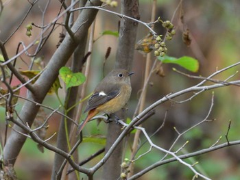 ジョウビタキ 東京港野鳥公園 2022年11月5日(土)