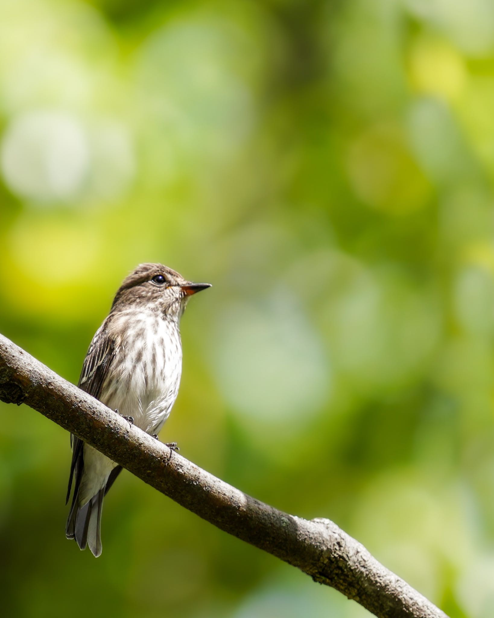  エゾビタキの写真 by wildbirder_